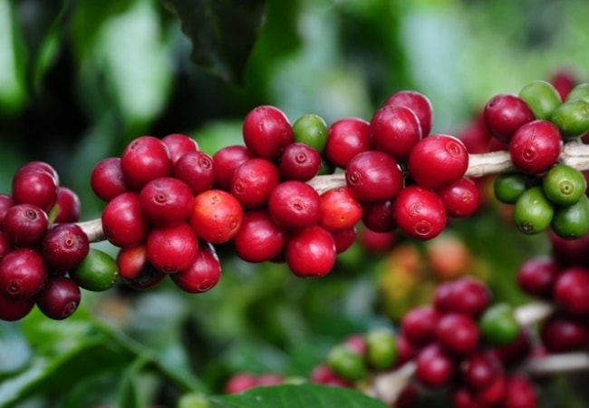 Brasil deve colher mais café arábica e menos conilon